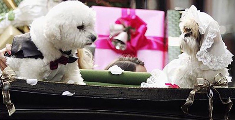 This Woman Officiates Pet Weddings Because Every Animal Deserves To Be Blessed