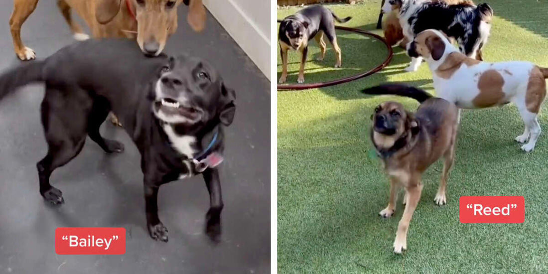 How These dogs React When Their Names Are Called Out Is Too Cute!