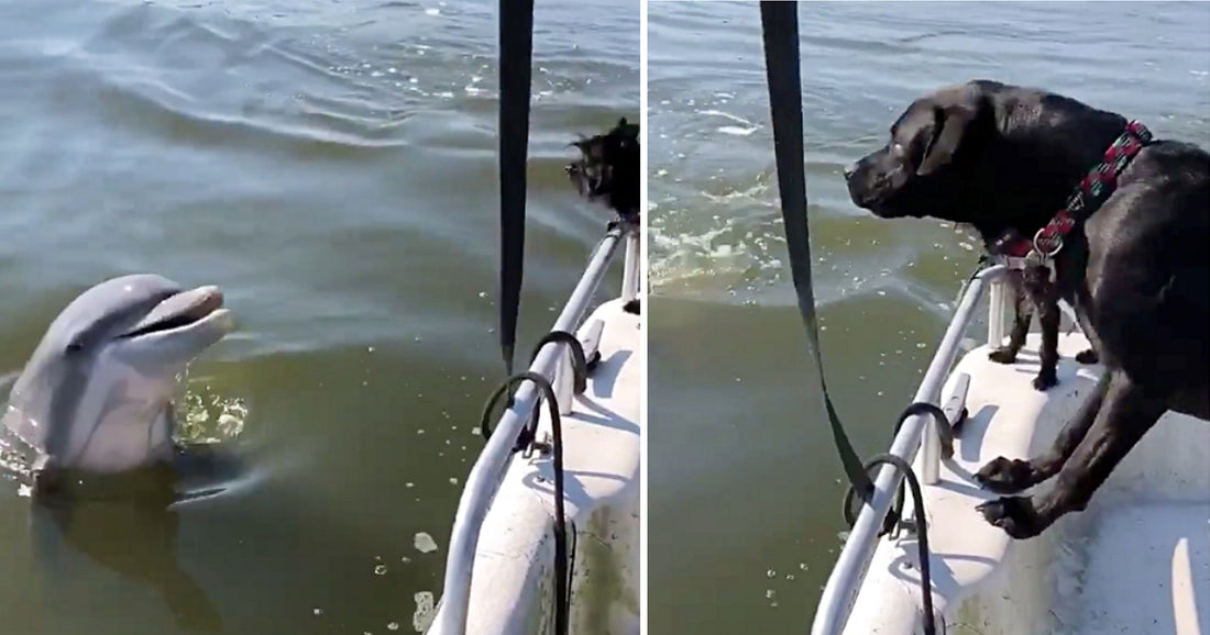 Adorable Dogs Can't Stop Barking At Friendly Dolphin In The Water!