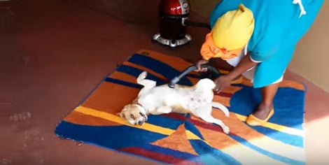 This Adorable Pup Loves Being Vacuumed And Wants You To See Her Having Fun Too!