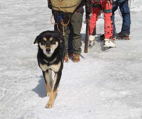 Determined Stray Pup Spots Climbers And Follows Them 23,000 Feet Up A Mountain!