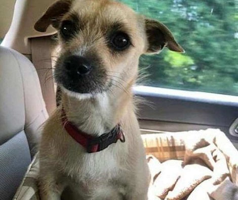 Abandoned Pup Gets Rescued Just In Time So She Can Give Birth To Her Adorable Puppies In Safety