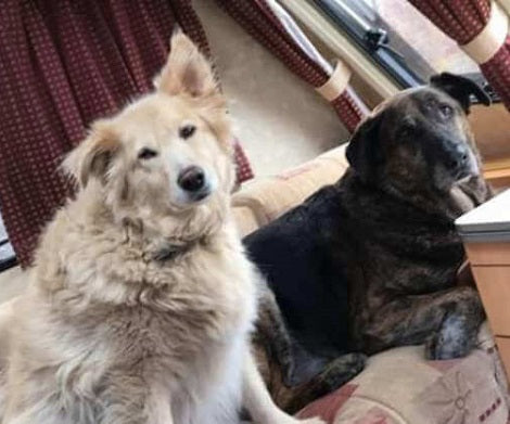Heartbroken Pup Won't Stop Cuddling Pillow With A Picture Of His Brother Who Passed Away