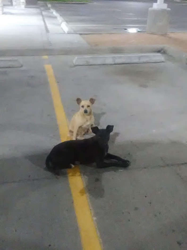 In An Attempt To Find Loving Homes, Stray Dogs In Parking Lot Asked Everyone For Help