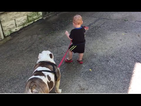 11 Month Old Baby Walking An 80 Pound English Bulldog Is Just Adorable!