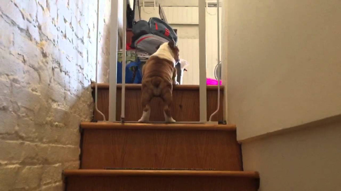 11 Month Old English Bulldog Masters The Art Of Stair Climbing! #IBelieveICanClimb!