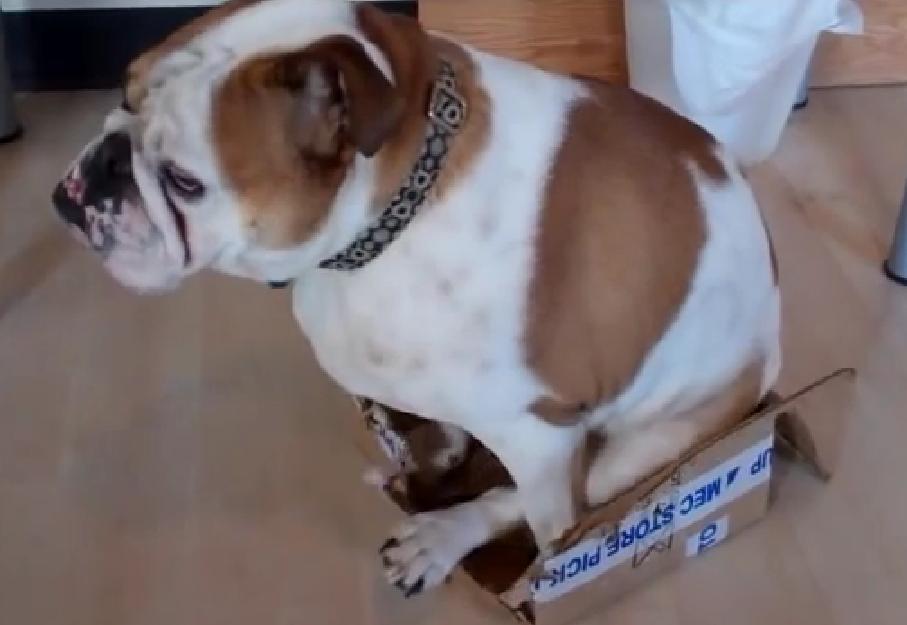 This Hilarious English Bulldog Does What He Wants, And Nobody Can Stop Him!