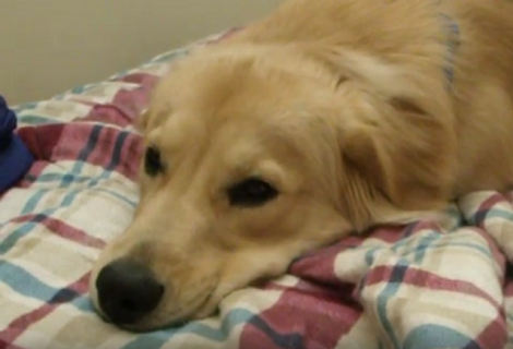 Super Tired Golden Retriever Just Can't Keep His Eyes Open!