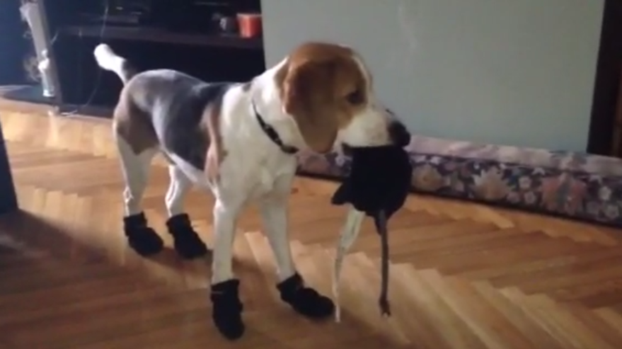 Adorable Beagle Gets Winter Boots! He Loves Them So Much He Can't Contain Himself!