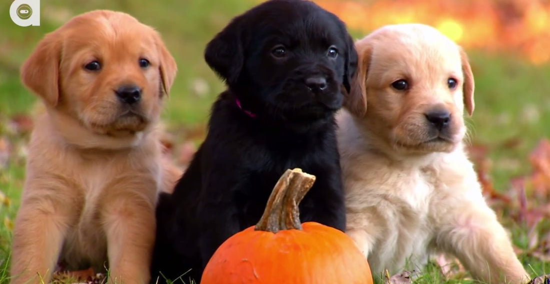 Did You Know That Labs Can Bring You Beer From The Fridge? Amazing Facts About Labradors Right Here!