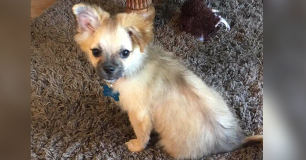 Tiny Chihuahua Rescued From Horrible Conditions Finds A Second Chance To Life