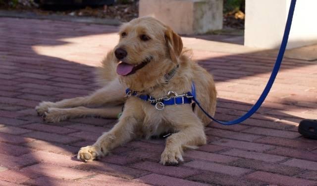 A Smarter, Safer Dog Harness