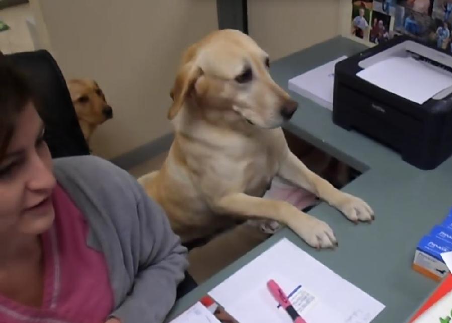 Labrador Retrievers Helps The Veterinary Team With Some Easy Chores!