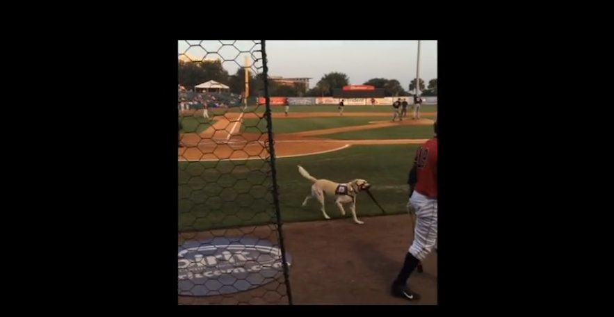 Titus The Labrador Is The Most Adorable Bat Boy I've Ever Seen!