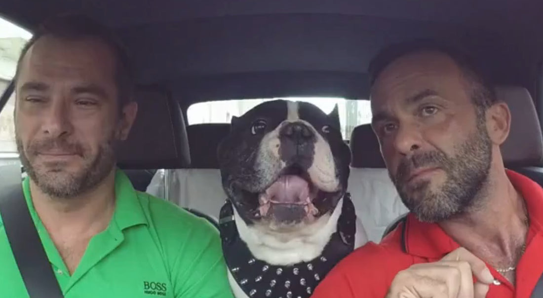 Learning On The Road! French Bulldog Practices Languages While Traveling With His Owners