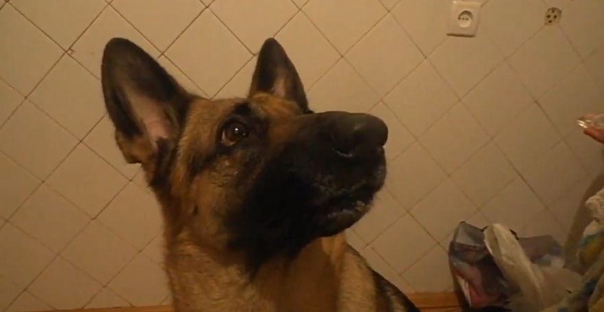 This Is One Talented German Shepherd! Look At Him Making Faces At His Person!