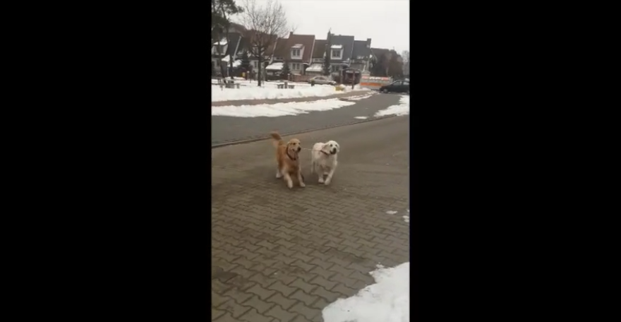 Why This Golden Retriever Is Walking Another Dog Will Warm Your Heart! #AwwGuaranteed!