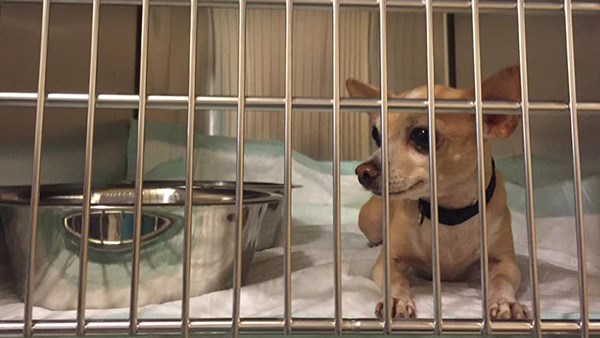 Louisiana Department of Agriculture and Forestry Is Building Second Mobile Pet Shelter