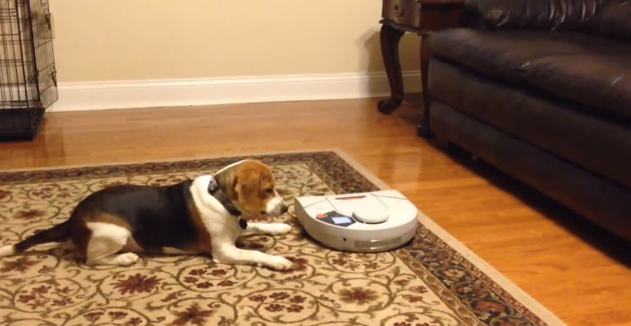 Adorable Family Beagle Challenges Herself And Takes On A Robo Vacuum!