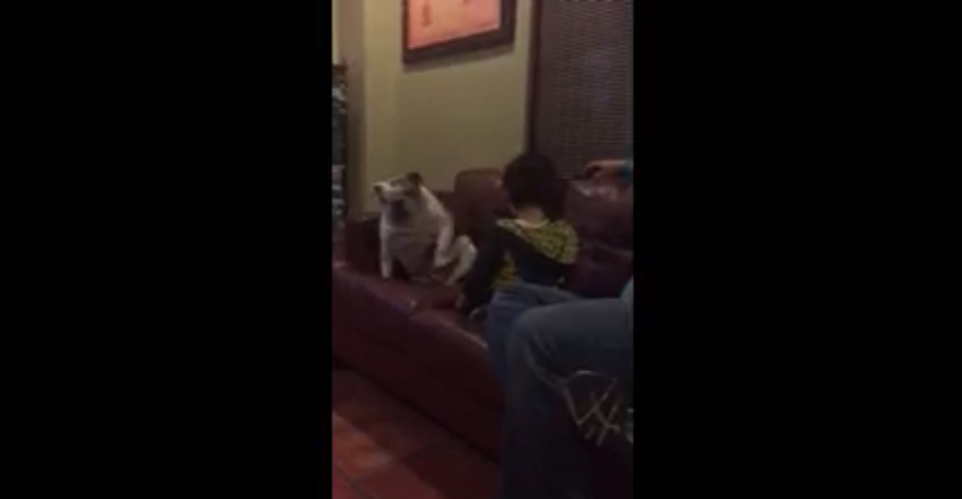 There's A Party On The Sofa! English Bulldog And Toddler Lead The Way!