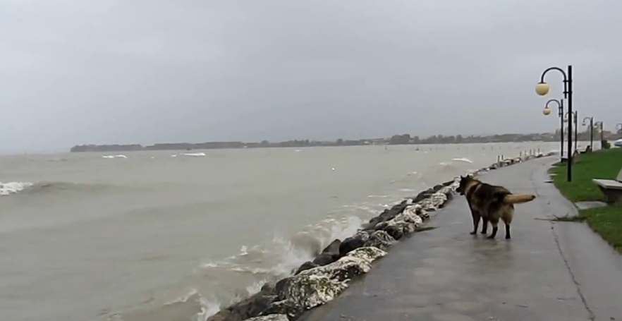 Curious German Shepherd Tries To Scare Off The Ocean Waves!