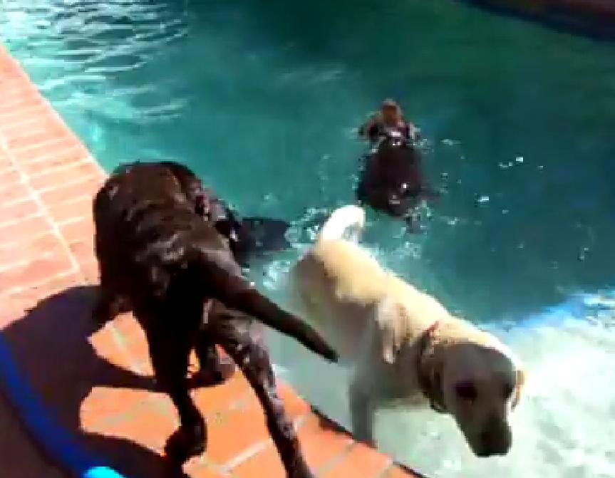 These Adorable Labradors Are Having A Party In The Pool!