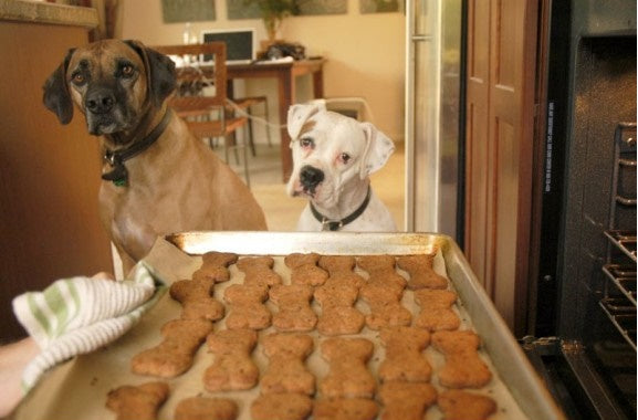 Awesome Autumn & Thanksgiving Treat Recipes Your Dog Will Love!