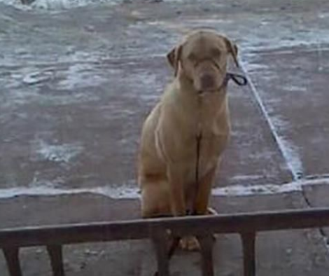Woman Leaves Her Labrador Pup Outside In -20 Degree Weather, But See What A Stranger Did!