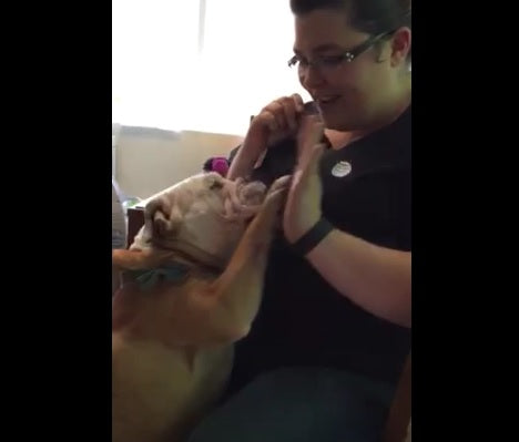 English Bulldog Gives High Five To Her Human!