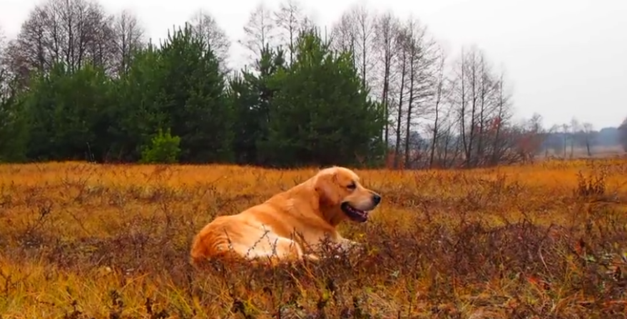 Cosmo The Golden Retriever Playfully Refuses To Perform Tricks! #CameraShy!