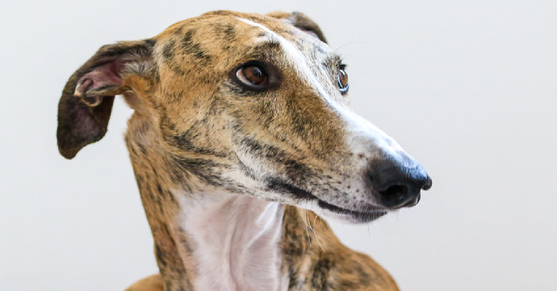 Adopting A Retired Greyhound? Therapist Provides Psychology Tips