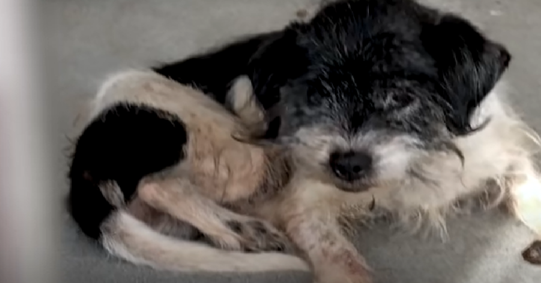 Senior Dog Frightened At Shelter Finally Finds A New Home