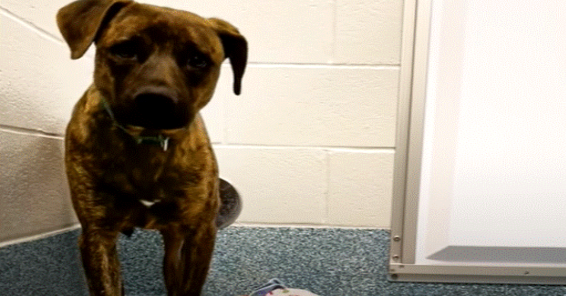 Woman Saves Aggressive Dog's Life By Adopting Him A Day Before He Was To Be Euthanised