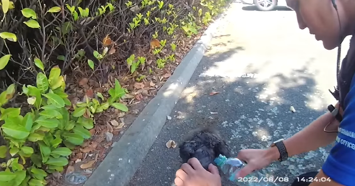Police Officers Rescue Dog Trapped In Hot Car – A Dog's Love