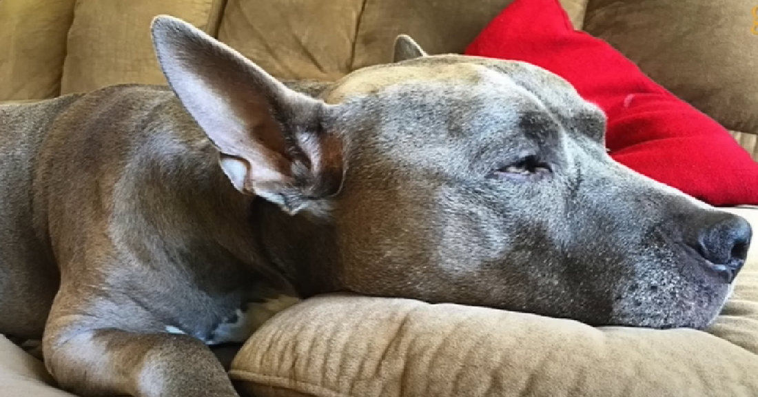 Pitbull Tied To Store Cart Finds A Loving Home