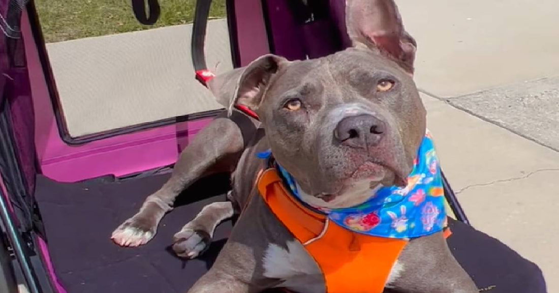 Pitbull Finds Forever Home After Being Returned to the Shelter Thrice