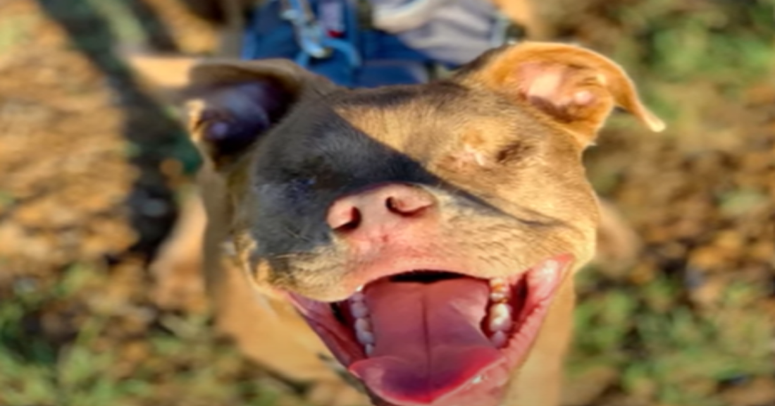 Blind Puppy Happy To Receive Love After Being Neglected