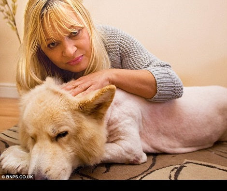 This Woman Was In For A Shock When The Pet Groomers Changed The Look Of Her German Shepherd