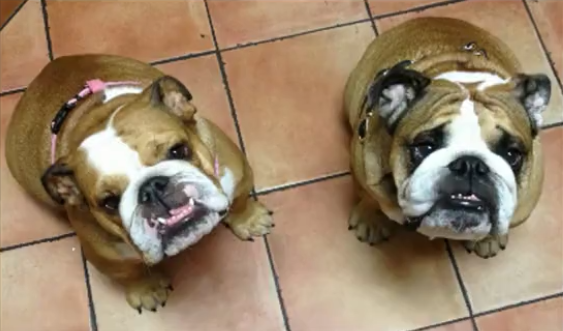 English Bulldogs Titus And Zoey Having Fun Together Is The Best Thing Today!