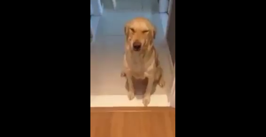 This Labrador Does THIS When He's Offered A Cookie! #MindBlowing!