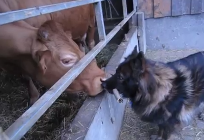 Adorable German Shepherd Gets Free Shower From...A Cow?! This Is Heart Warming!