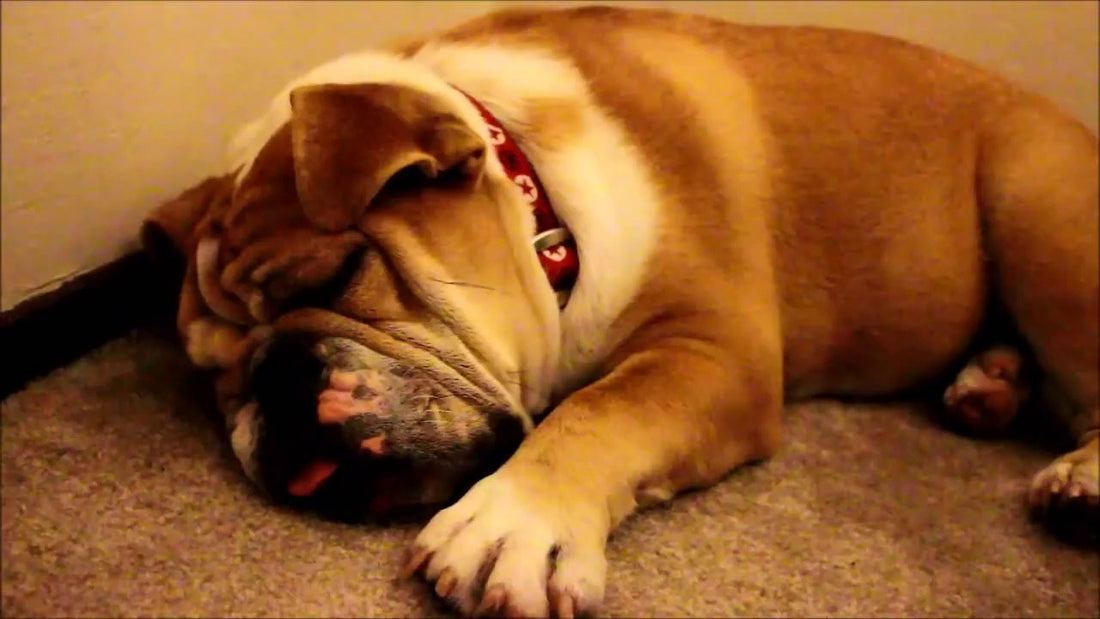 Top 8 English Bulldog Pups Who're Sleeping In Hilarious Positions!