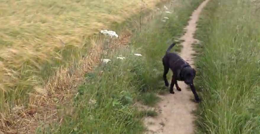 When You See Why This Labrador Mix Is So Happy You'll Smile! I Want To Do That Someday!