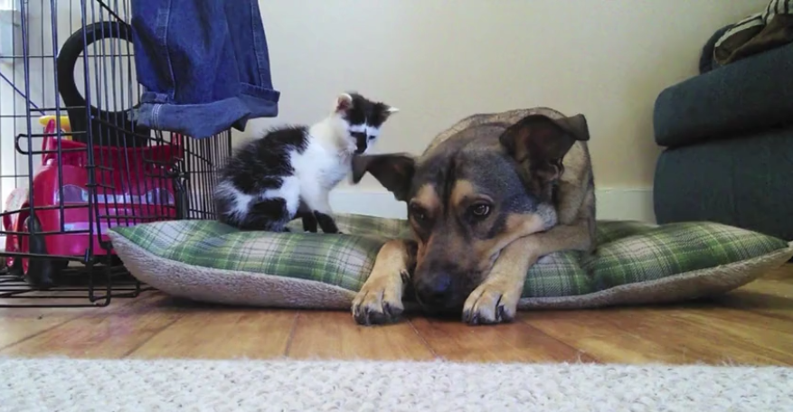 Tootsie The Kitten Meets Buddy A German Shepherd Mix For The First Time! #OMGTears!