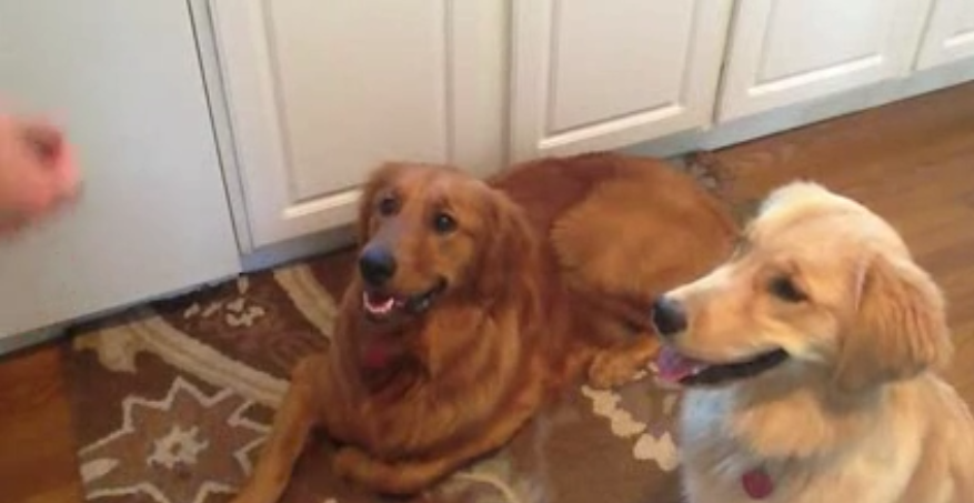 Two Golden Retrievers Trying To Catch Cheerios! Watch The Blond One! OMG!