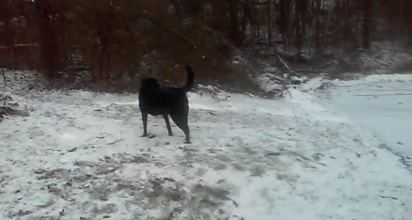Adorable Labrador Is So Happy It Snowed! Now He Can’t Contain Himself!