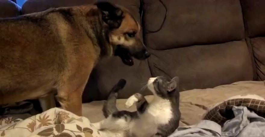 Adorable German Shepherd Dog Mix Has The Cutest Battle With His Buddy, The Cat!