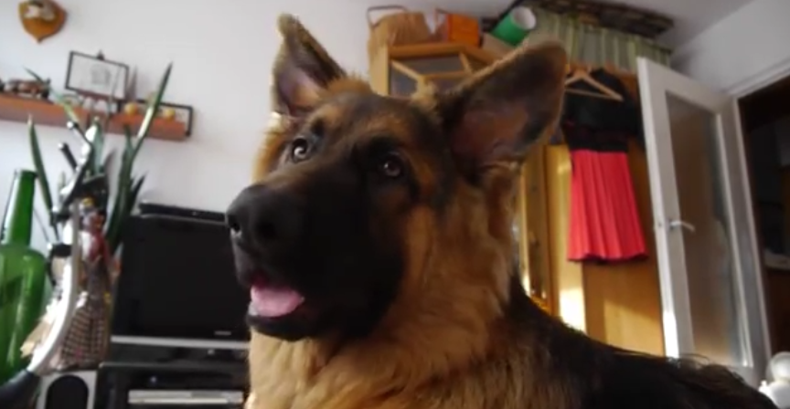 Adorable German Shepherd Tries To Sing A Song His Own Way! #SoAdorable