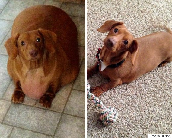 How To Lose 44 Pounds The Dachshund Way!