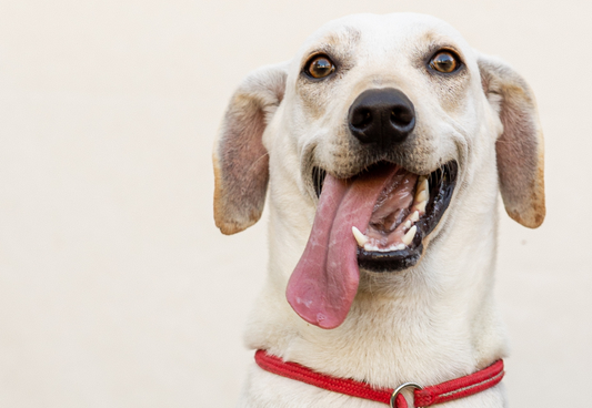 How a Rescue Dog Found His Forever Home